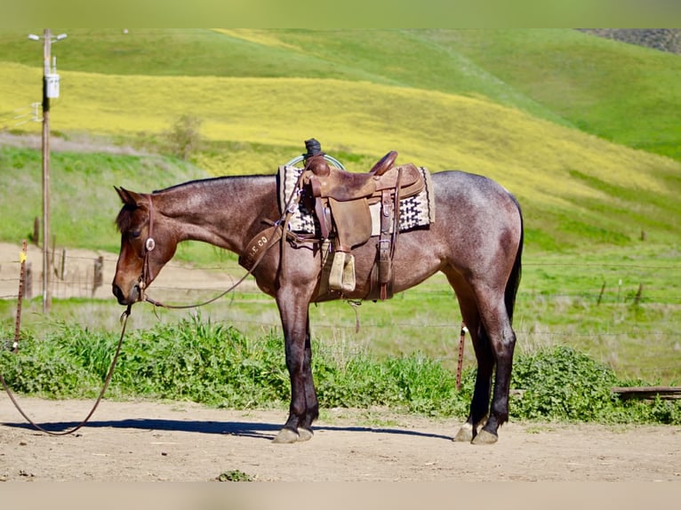 American Quarter Horse Giumenta 4 Anni 152 cm Baio roano in Tres Pinos