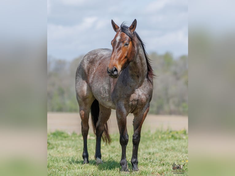 American Quarter Horse Giumenta 4 Anni 152 cm Baio roano in Auburn