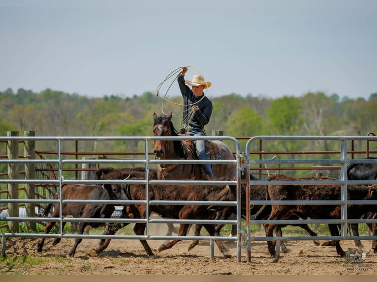 American Quarter Horse Giumenta 4 Anni 152 cm Baio roano in Auburn