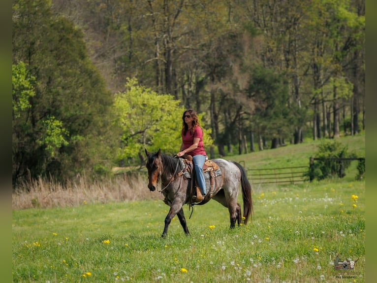 American Quarter Horse Giumenta 4 Anni 152 cm Baio roano in Auburn