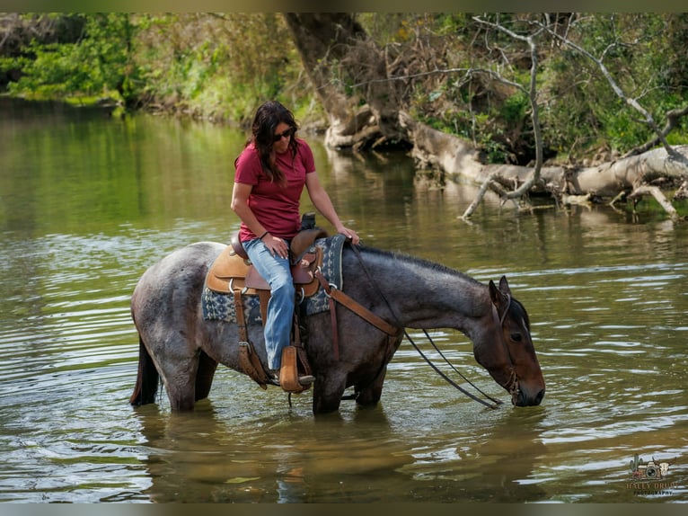 American Quarter Horse Giumenta 4 Anni 152 cm Baio roano in Auburn