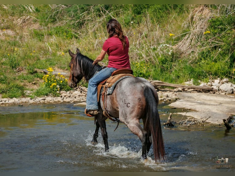 American Quarter Horse Giumenta 4 Anni 152 cm Baio roano in Auburn