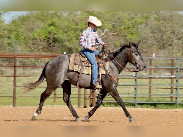 American Quarter Horse Giumenta 4 Anni 152 cm Baio roano in Auburn