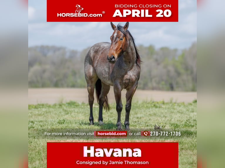 American Quarter Horse Giumenta 4 Anni 152 cm Baio roano in Auburn