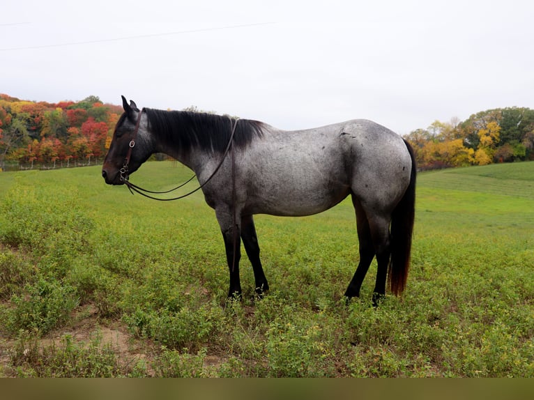 American Quarter Horse Giumenta 4 Anni 152 cm Baio roano in Fergus Falls, MN