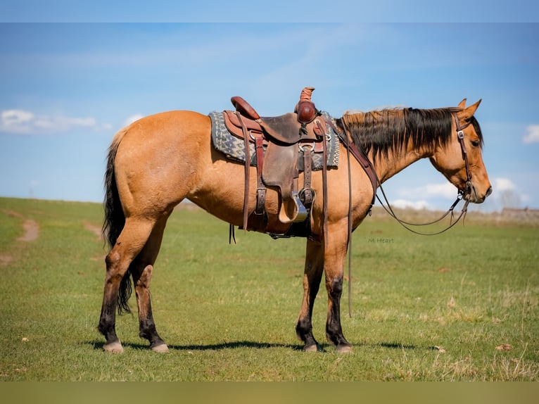 American Quarter Horse Giumenta 4 Anni 152 cm Falbo in Saint Anthony