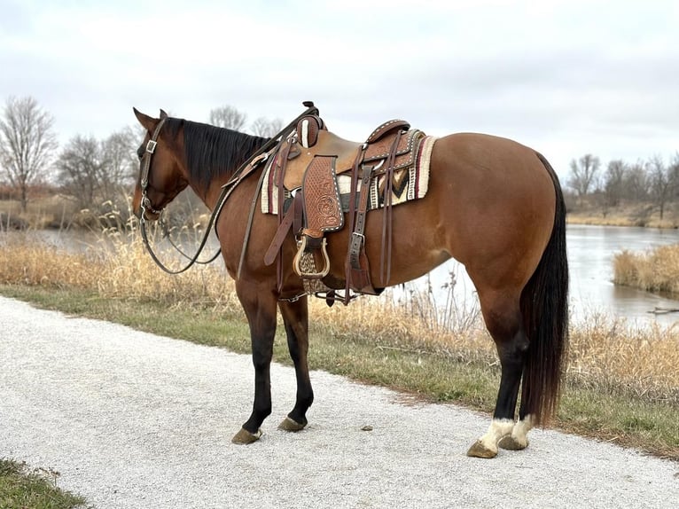 American Quarter Horse Giumenta 4 Anni 152 cm Falbo in Zearing