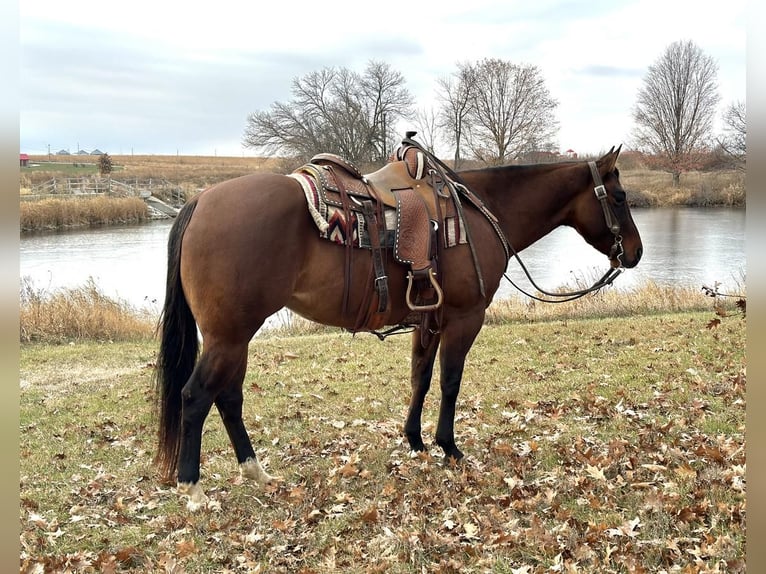 American Quarter Horse Giumenta 4 Anni 152 cm Falbo in Zearing