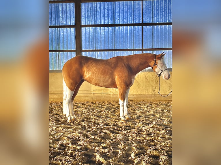 American Quarter Horse Giumenta 4 Anni 152 cm Palomino in Steyerberg Deblinghausen