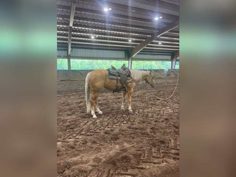 American Quarter Horse Giumenta 4 Anni 152 cm Palomino in Cheyenne