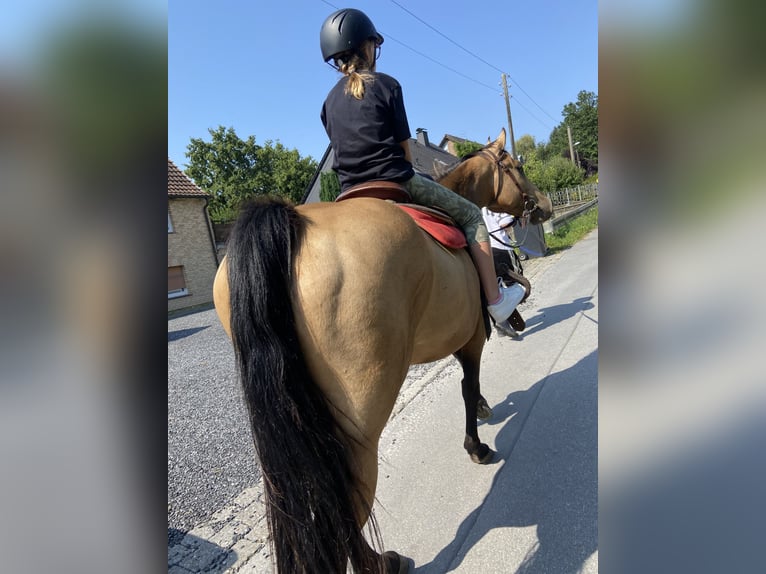 American Quarter Horse Giumenta 4 Anni 152 cm Pelle di daino in FröndenbergFröndenberg