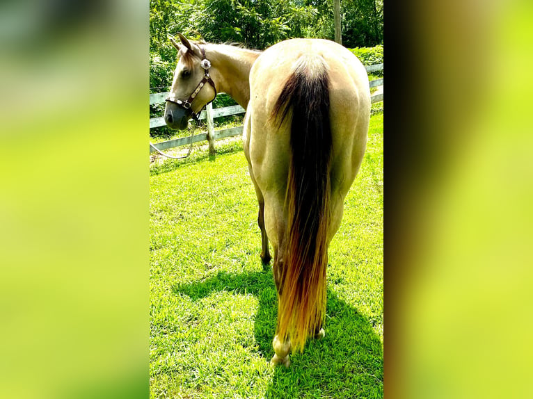 American Quarter Horse Giumenta 4 Anni 152 cm Pelle di daino in GLENDALE, KY