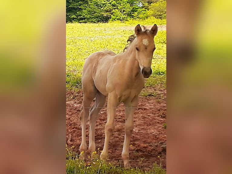 American Quarter Horse Giumenta 4 Anni 152 cm Pelle di daino in GLENDALE, KY