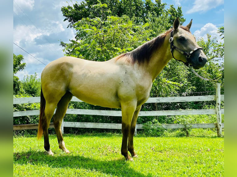 American Quarter Horse Giumenta 4 Anni 152 cm Pelle di daino in GLENDALE, KY