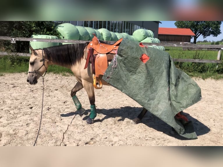 American Quarter Horse Giumenta 4 Anni 152 cm Pelle di daino in Buchenberg