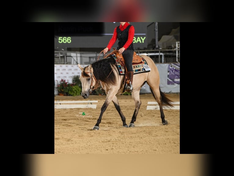 American Quarter Horse Giumenta 4 Anni 152 cm Pelle di daino in Buchenberg