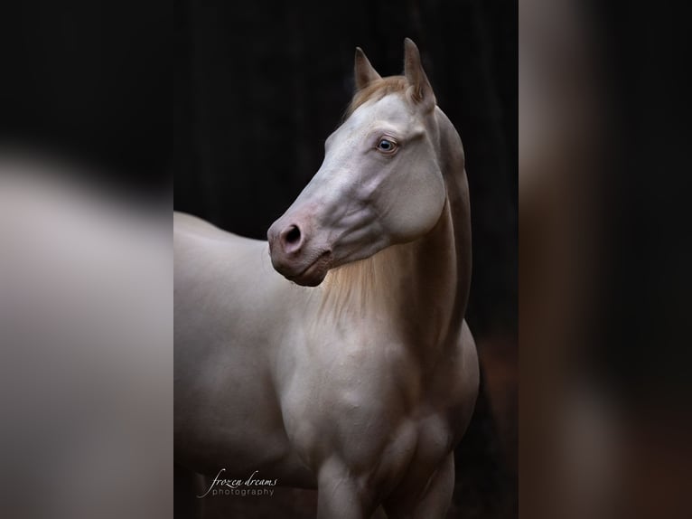 American Quarter Horse Giumenta 4 Anni 152 cm Perlino in Weikersdorf am Steinfelde