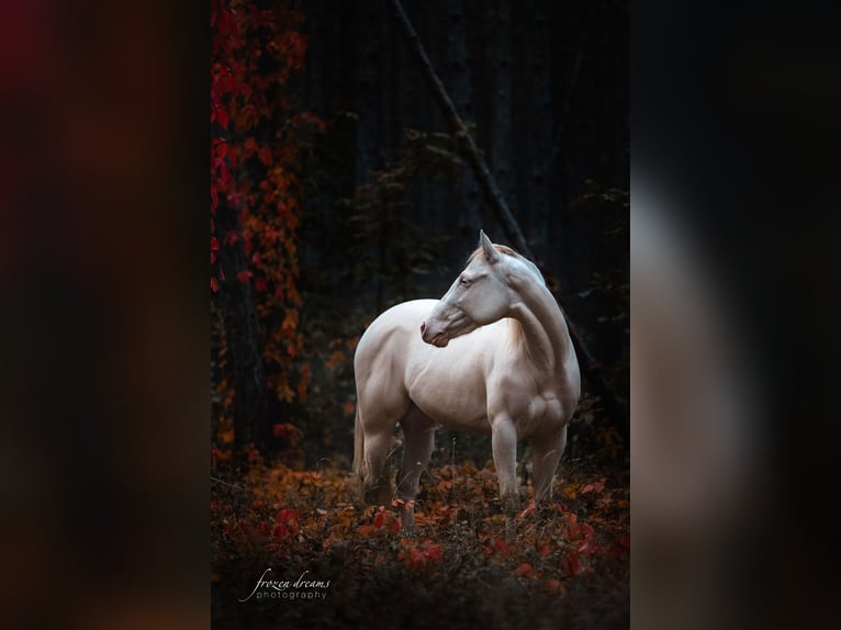 American Quarter Horse Giumenta 4 Anni 152 cm Perlino in Weikersdorf am Steinfelde