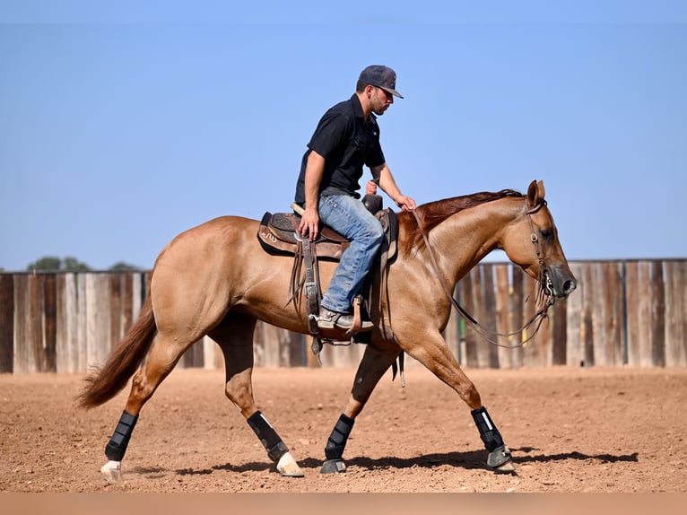 American Quarter Horse Giumenta 4 Anni 152 cm Red dun in Waco, TX