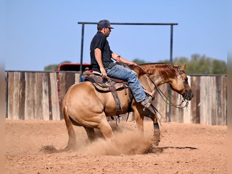 American Quarter Horse Giumenta 4 Anni 152 cm Red dun in Waco, TX