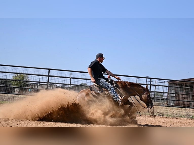 American Quarter Horse Giumenta 4 Anni 152 cm Red dun in Waco, TX