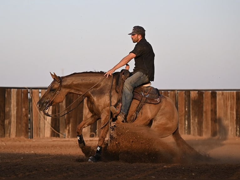 American Quarter Horse Giumenta 4 Anni 152 cm Red dun in Waco, TX