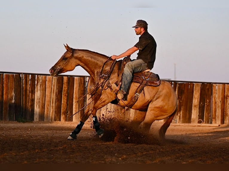 American Quarter Horse Giumenta 4 Anni 152 cm Red dun in Waco, TX