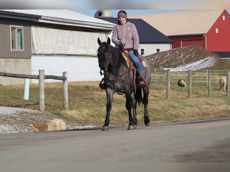 American Quarter Horse Mix Giumenta 4 Anni 152 cm Roano blu in Millersburg