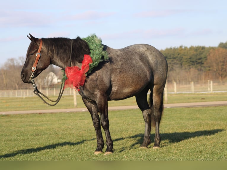 American Quarter Horse Mix Giumenta 4 Anni 152 cm Roano blu in Millersburg