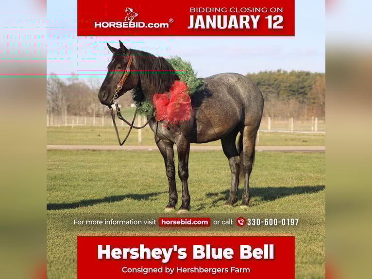 American Quarter Horse Mix Giumenta 4 Anni 152 cm Roano blu in Millersburg
