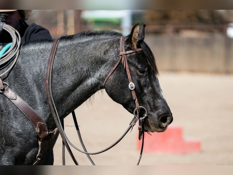 American Quarter Horse Giumenta 4 Anni 152 cm Roano blu in Grand Island