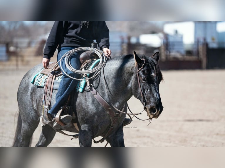 American Quarter Horse Giumenta 4 Anni 152 cm Roano blu in Grand Island