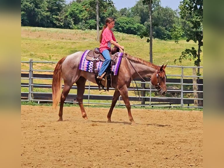 American Quarter Horse Giumenta 4 Anni 152 cm Roano rosso in Robards, KY