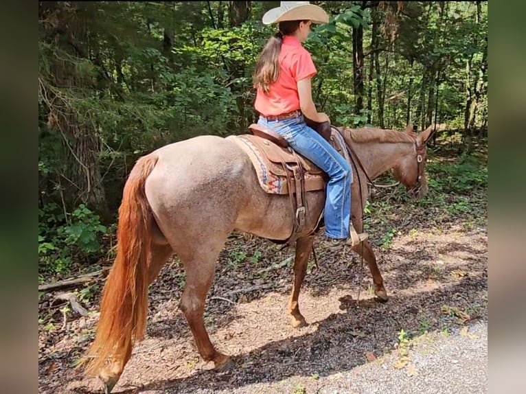 American Quarter Horse Giumenta 4 Anni 152 cm Roano rosso in Robards, KY