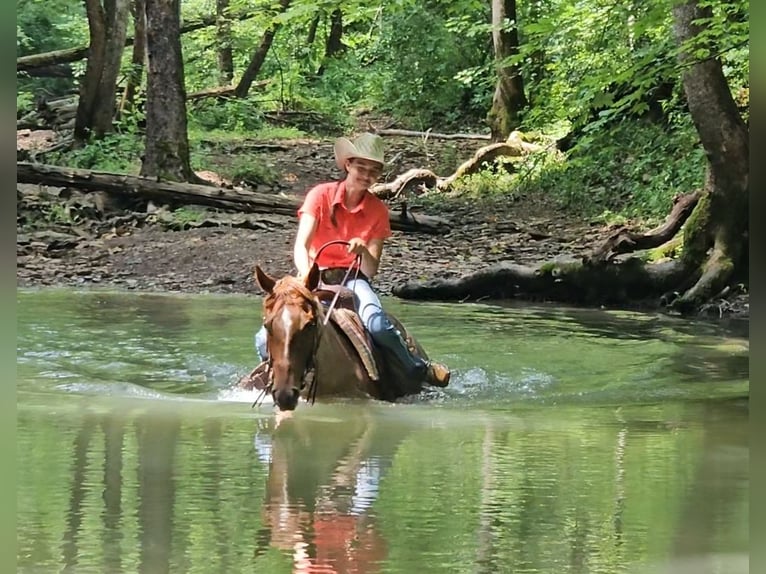 American Quarter Horse Giumenta 4 Anni 152 cm Roano rosso in Robards, KY