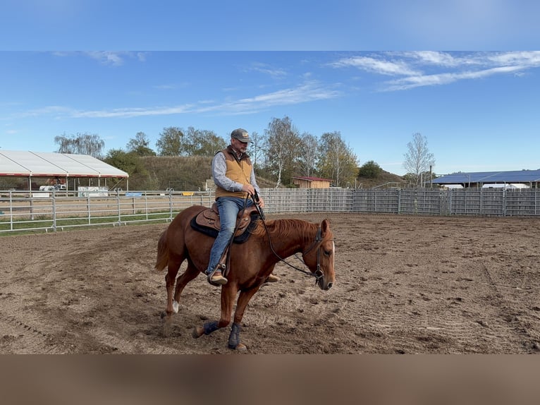 American Quarter Horse Giumenta 4 Anni 152 cm Sauro in Bad Segeberg