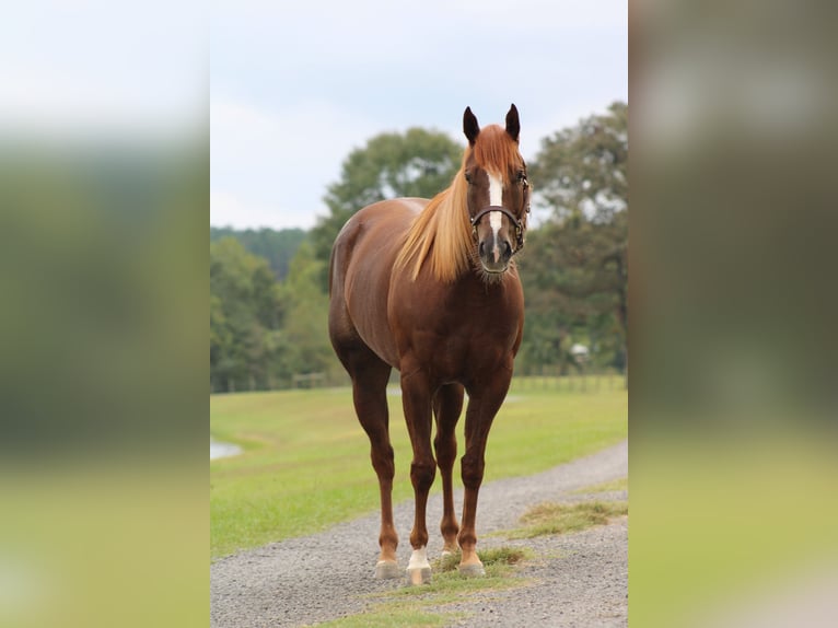 American Quarter Horse Giumenta 4 Anni 152 cm Sauro ciliegia in Lucedale, MS