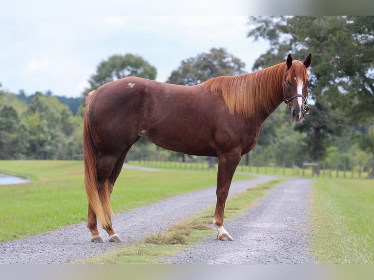 American Quarter Horse Giumenta 4 Anni 152 cm Sauro ciliegia in Lucedale, MS