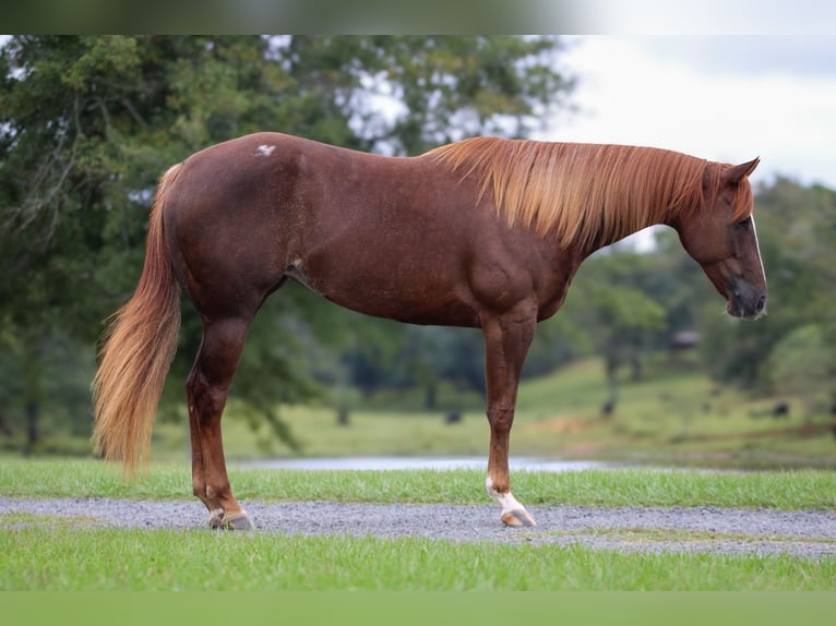 American Quarter Horse Giumenta 4 Anni 152 cm Sauro ciliegia in Lucedale, MS