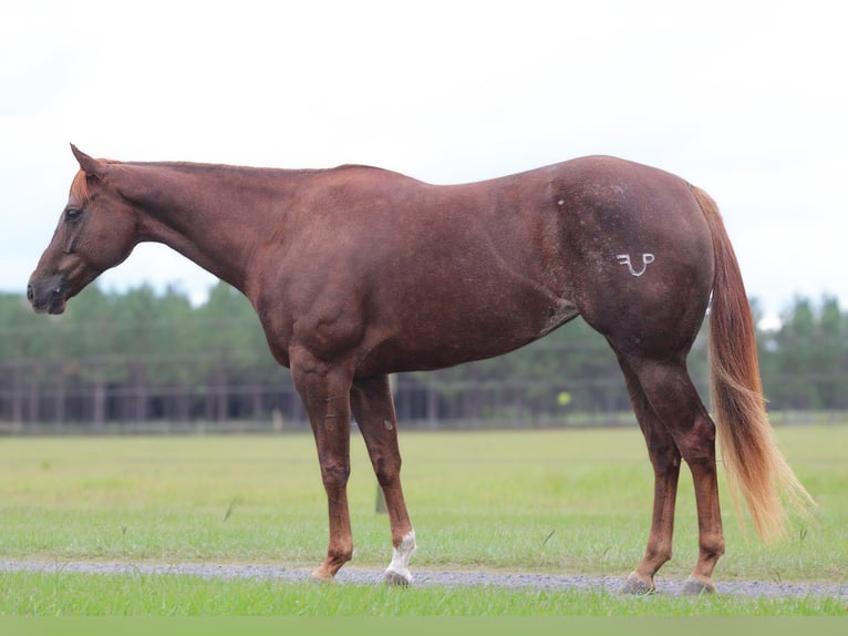 American Quarter Horse Giumenta 4 Anni 152 cm Sauro ciliegia in Lucedale, MS