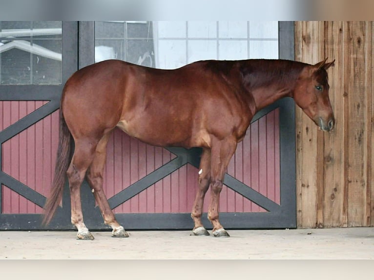 American Quarter Horse Giumenta 4 Anni 152 cm Sauro ciliegia in Rebersburg
