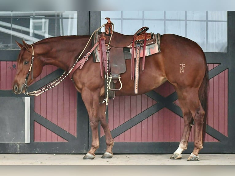 American Quarter Horse Giumenta 4 Anni 152 cm Sauro ciliegia in Rebersburg