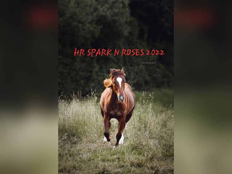 American Quarter Horse Giumenta 4 Anni 152 cm Sauro scuro in Weitendorf