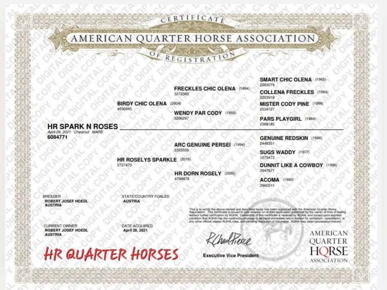American Quarter Horse Giumenta 4 Anni 152 cm Sauro scuro in Weitendorf