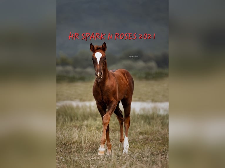 American Quarter Horse Giumenta 4 Anni 152 cm Sauro scuro in Weitendorf