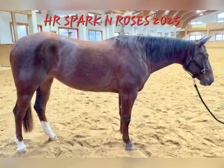 American Quarter Horse Giumenta 4 Anni 152 cm Sauro scuro in Weitendorf