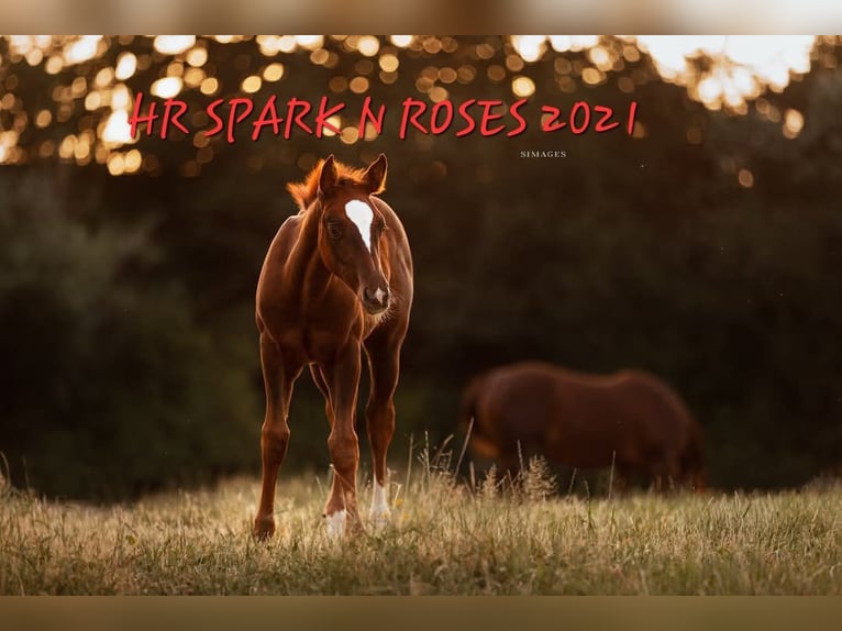 American Quarter Horse Giumenta 4 Anni 152 cm Sauro scuro in Weitendorf
