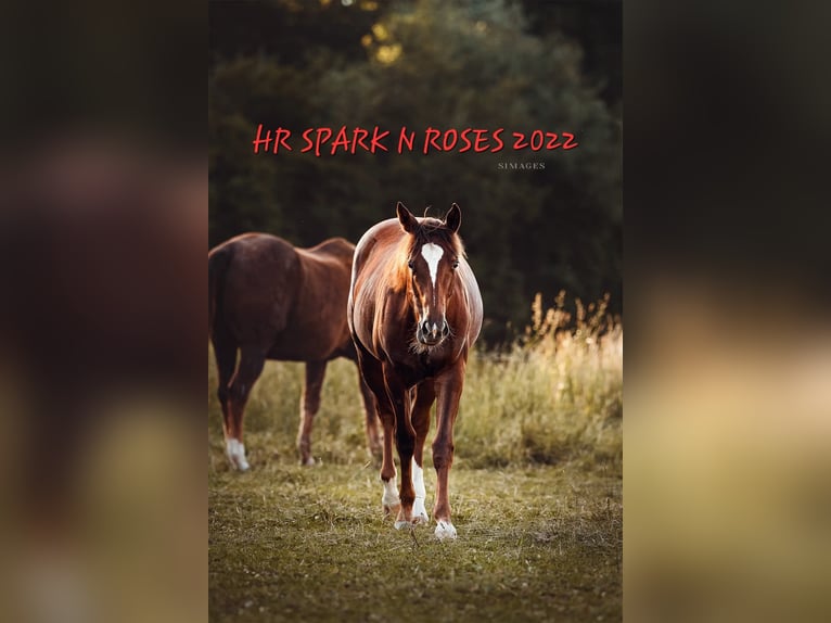 American Quarter Horse Giumenta 4 Anni 152 cm Sauro scuro in Weitendorf