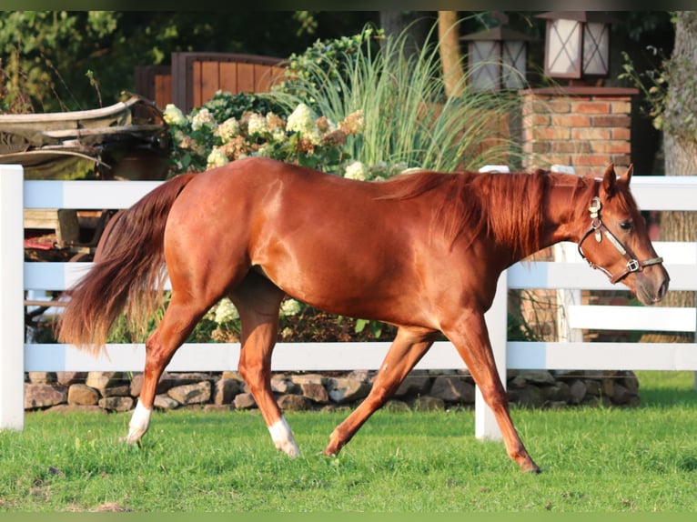 American Quarter Horse Giumenta 4 Anni 152 cm Sauro in Oberhausen