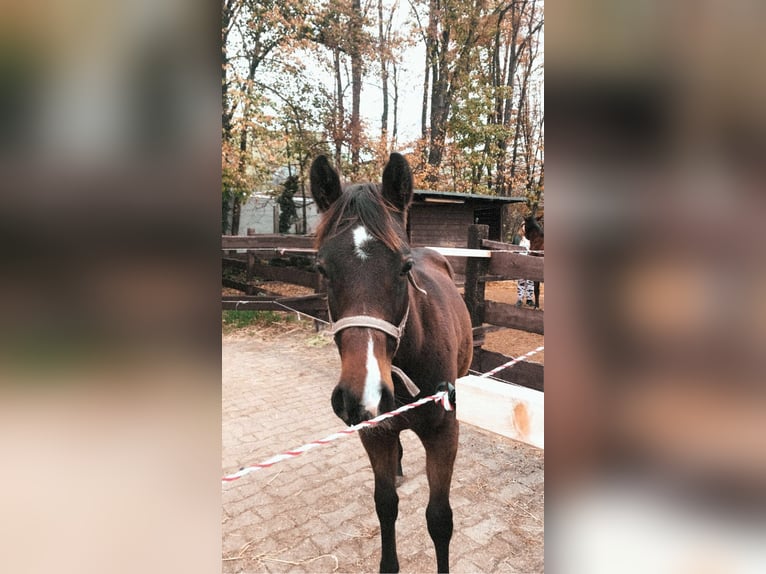 American Quarter Horse Giumenta 4 Anni 153 cm Baio in Bergkamen